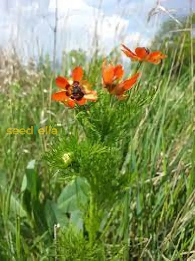 Adonis Flower Seeds For Bright Tropical Planting