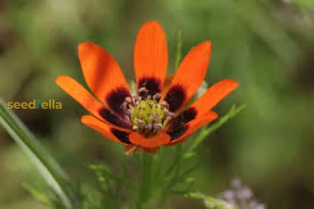 Adonis Flower Seeds For Bright Tropical Planting