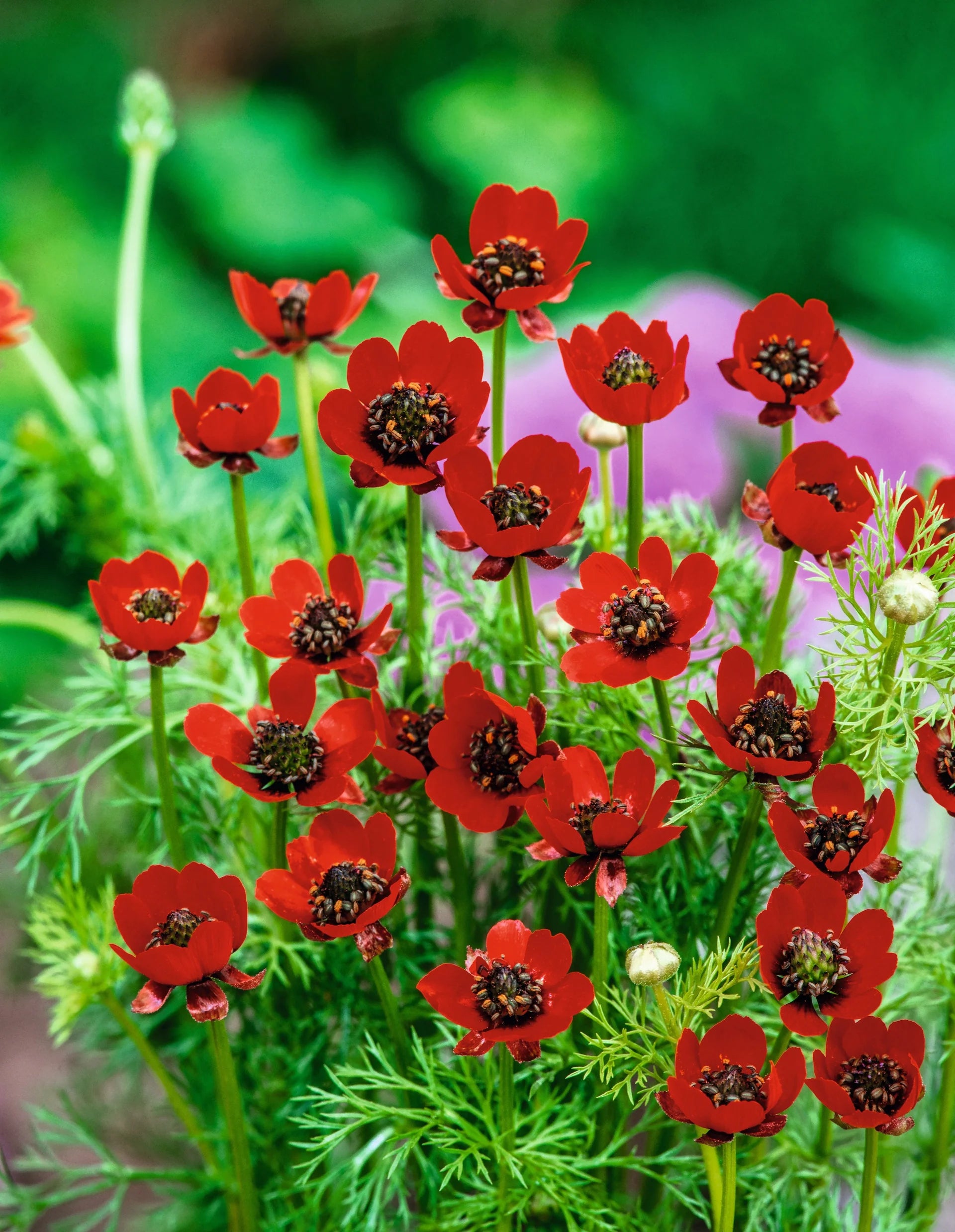 Adonis Flowers in a Vibrant Garden Display