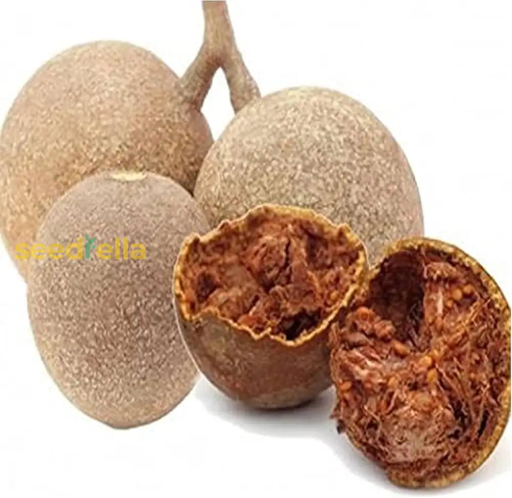 Mature Aegle Marmelos Fruits on Tree Branch