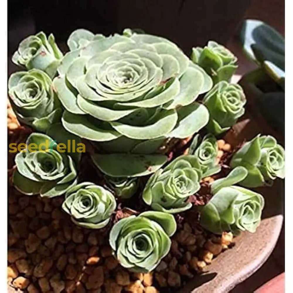 Germination and planting guide for Aeonium Greenovia seeds