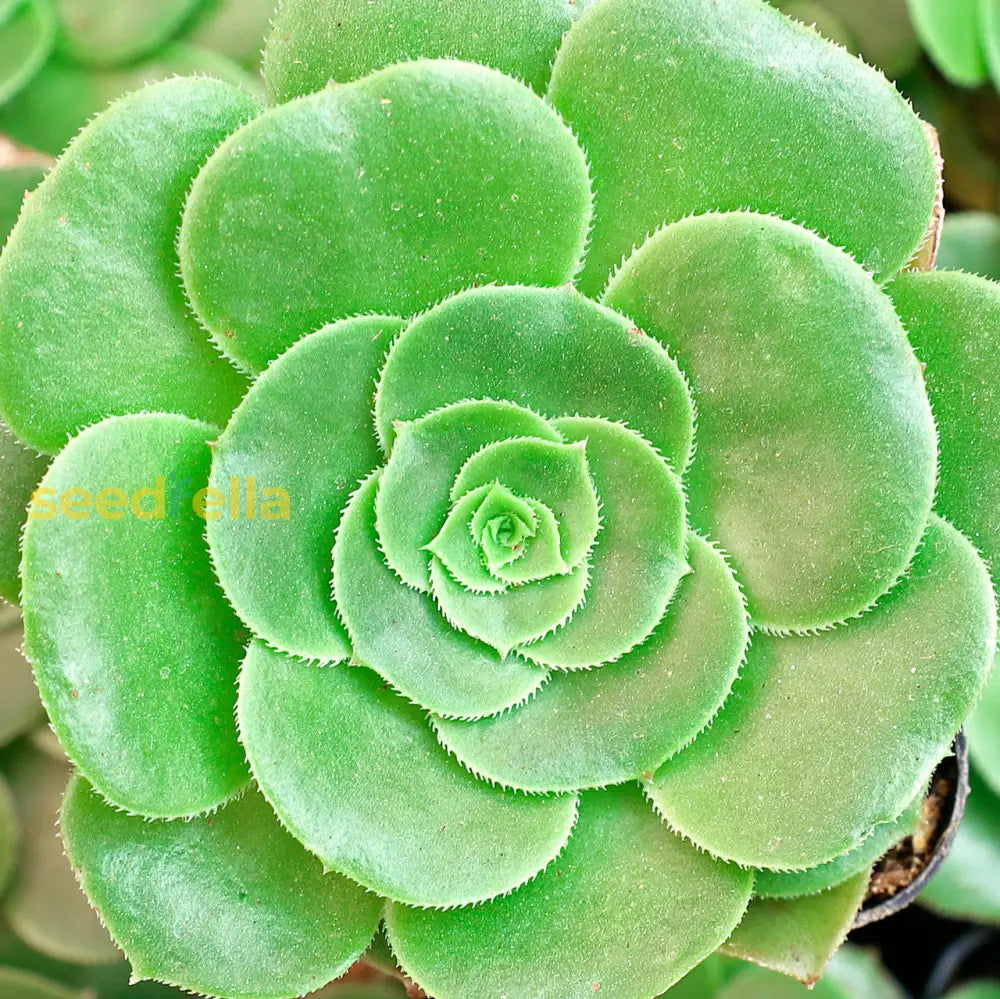 Aeonium Undulatum Plant Seeds | Premium Quality For Easy Planting