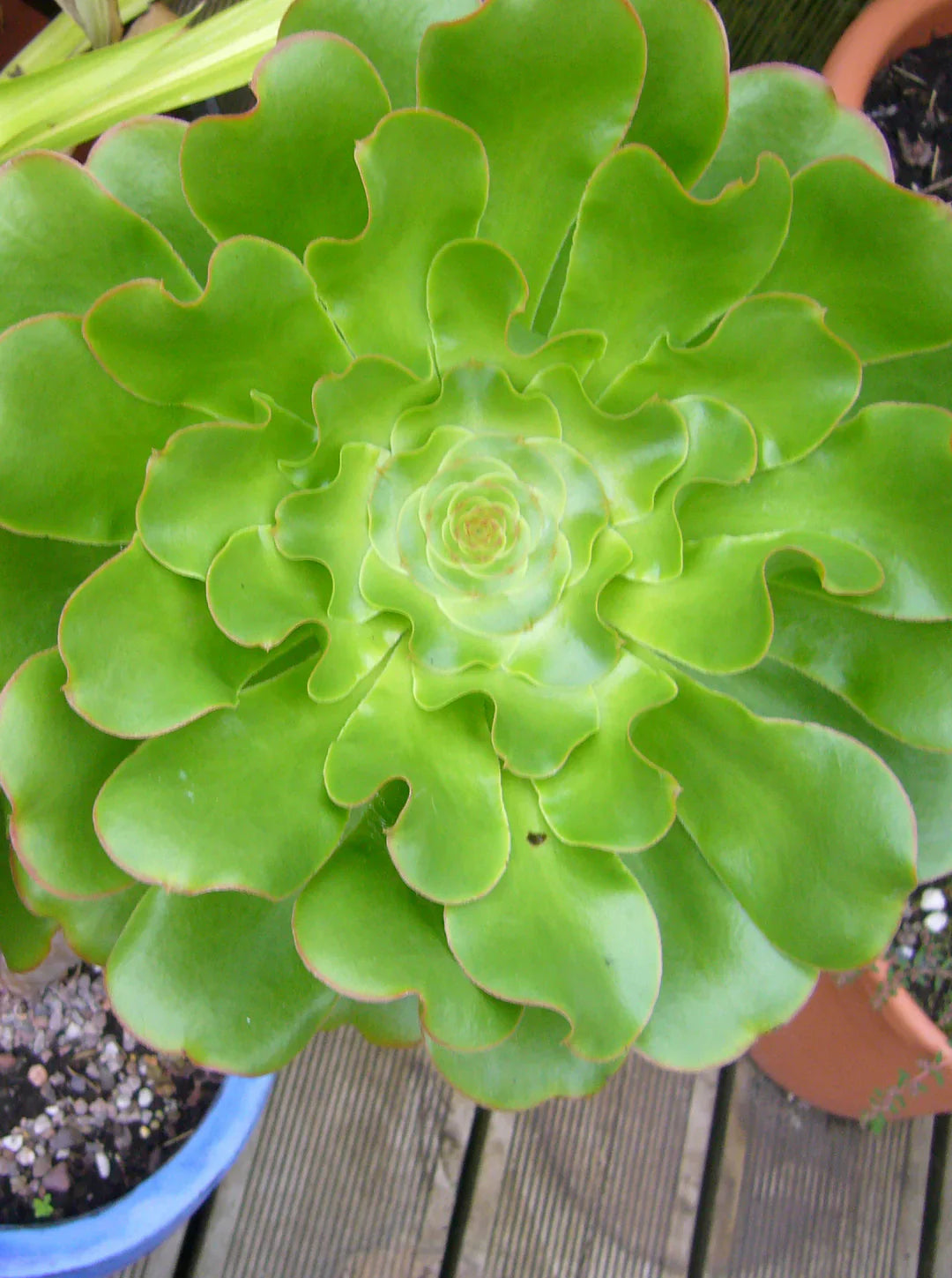 Aeonium Undulatum Plant Seeds for Easy Planting