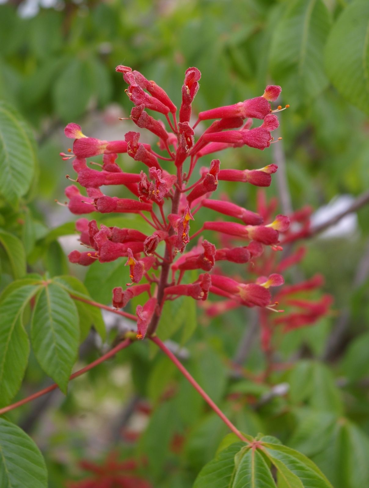 Aesculus Pavia growing in garden