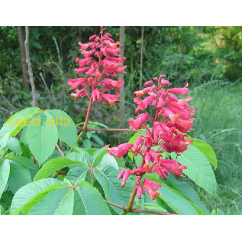 Aesculus Pavia Planting Seeds - Ideal For Growing