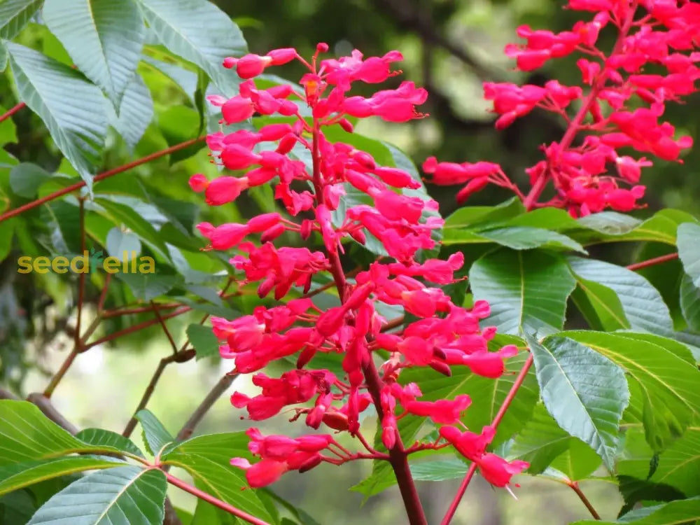 Aesculus Pavia Planting Seeds - Ideal For Growing