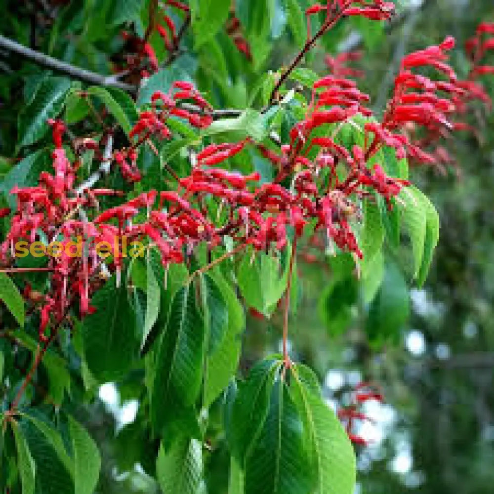 Aesculus Pavia Seeds: Enhance Your Garden With Ornamental Beauty Flower Seeds