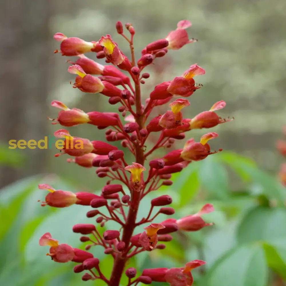 Aesculus Pavia Seeds: Enhance Your Garden With Ornamental Beauty Flower Seeds