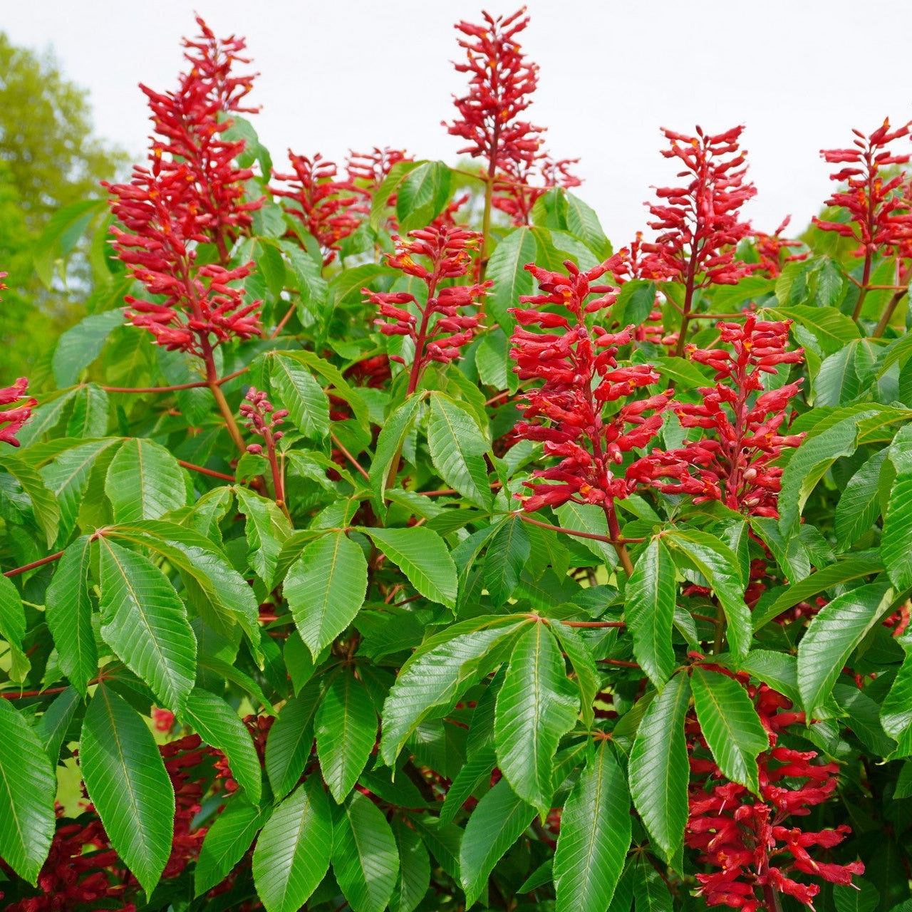 Aesculus Pavia Seeds for planting