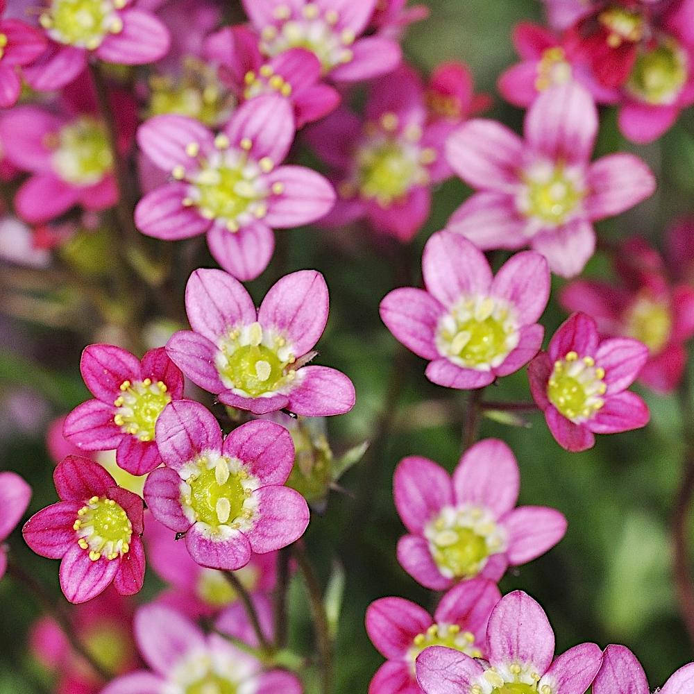 Saxifraga Pink Flower seeds for Planting - Garden Favorite, Heirloom & GMO Free Seeds for Home Garden
 
 Sale for planting in home garden.