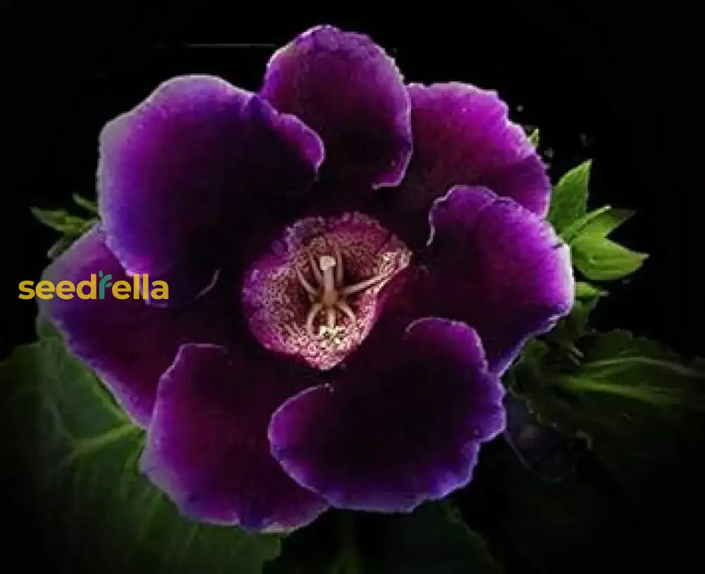 Affordable White Gloxinia Seeds For Planting  Perfect Bonsai And Balcony Gardens Flower