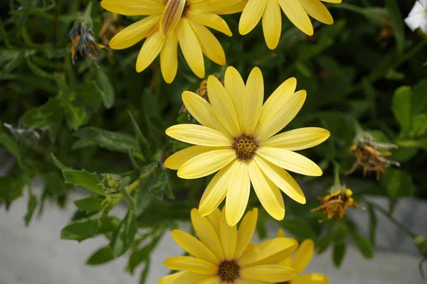 Yellow Dimorphotheca Sinuata (African Daisy) flowers in garden borders