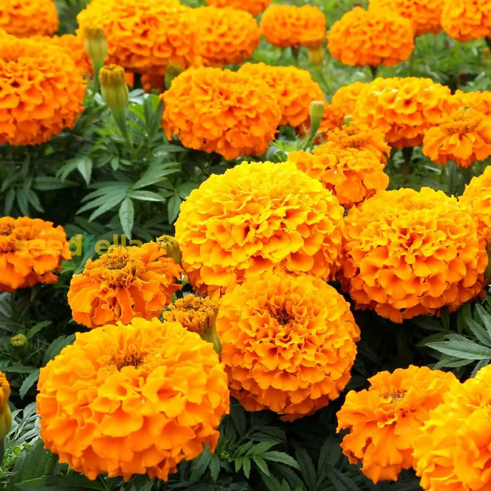 African Marigold Planting Seeds Collection - Premium Quality