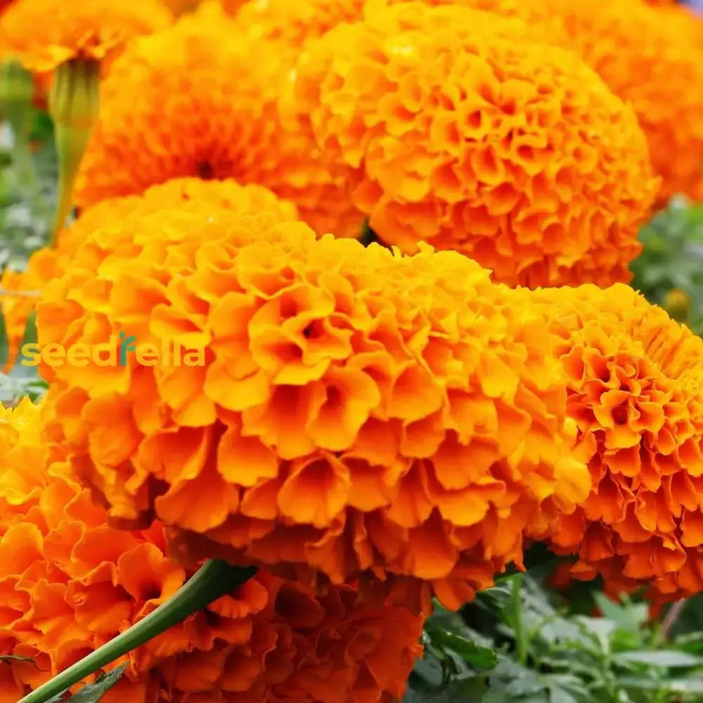 African Marigold Planting Seeds Collection - Premium Quality