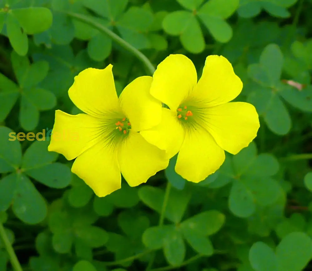 African Oxalis Flower Seeds For Exotic Gardens | Premium Planting