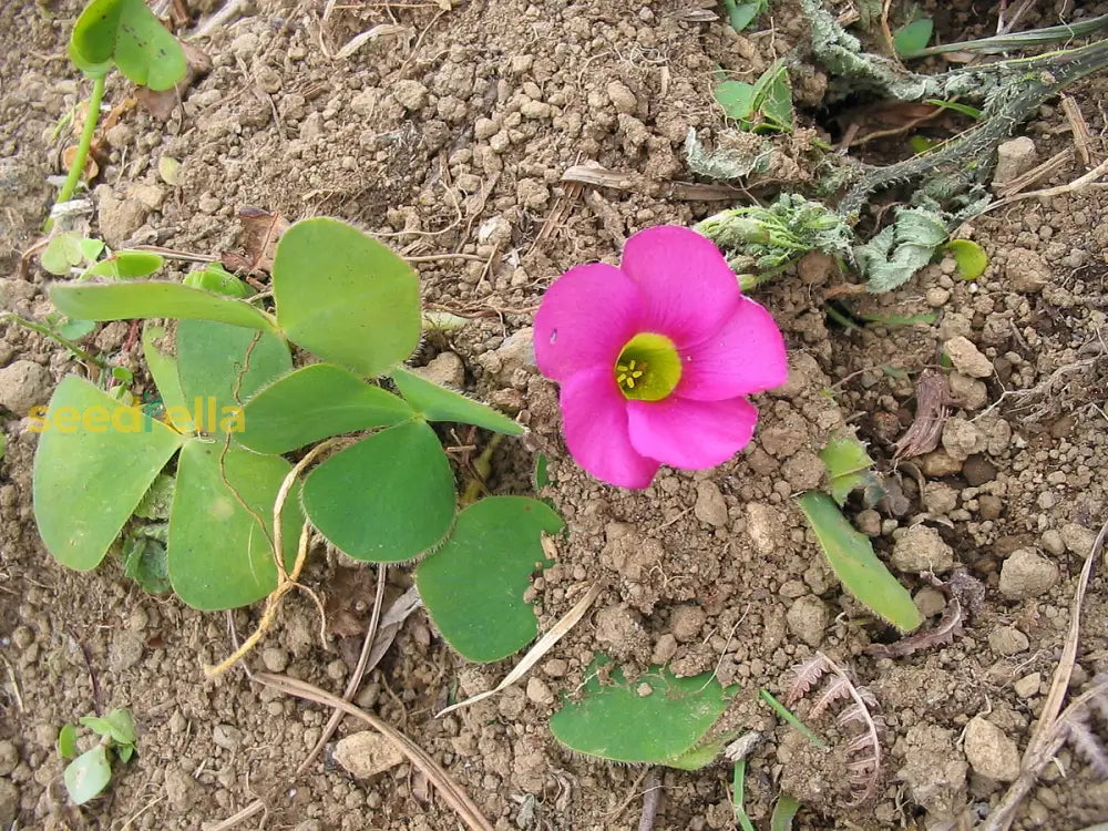 African Oxalis Flower Seeds For Exotic Gardens | Premium Planting