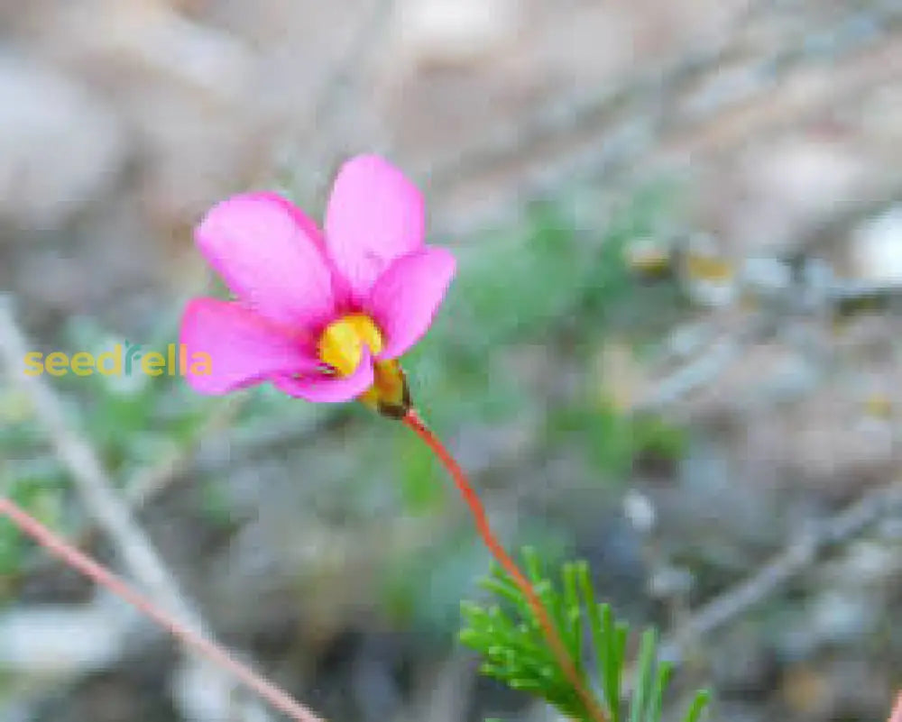 African Oxalis Flower Seeds - Vibrant Exotic Gardens Collection