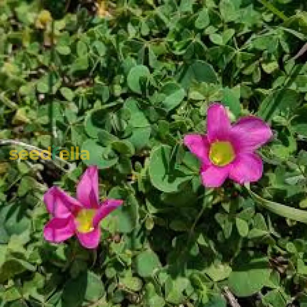 African Oxalis Flower Seeds - Vibrant Exotic Gardens Collection