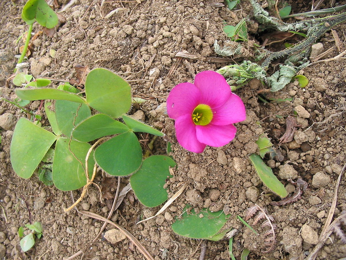 African Oxalis Flower Seeds for Planting