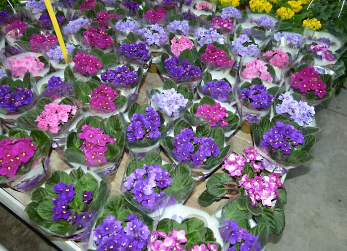 African Saintpaulia Ground Cover Seeds for Shaded Areas