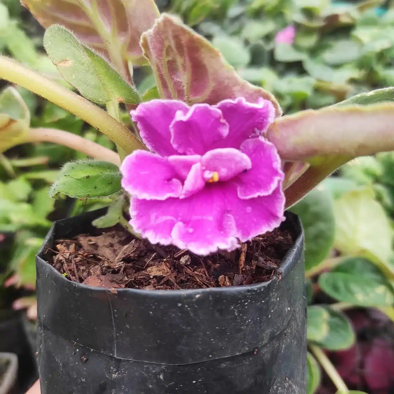 African violet light pink flowers in pots