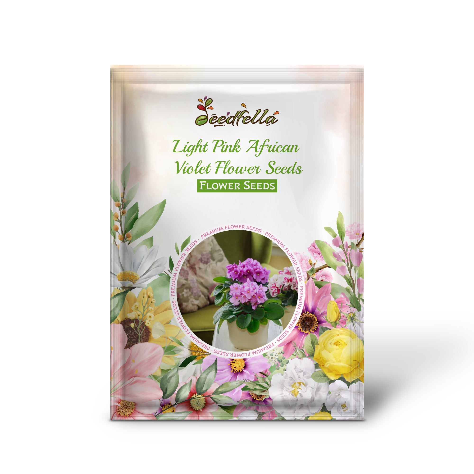 Light Pink African Violet flowers in bloom