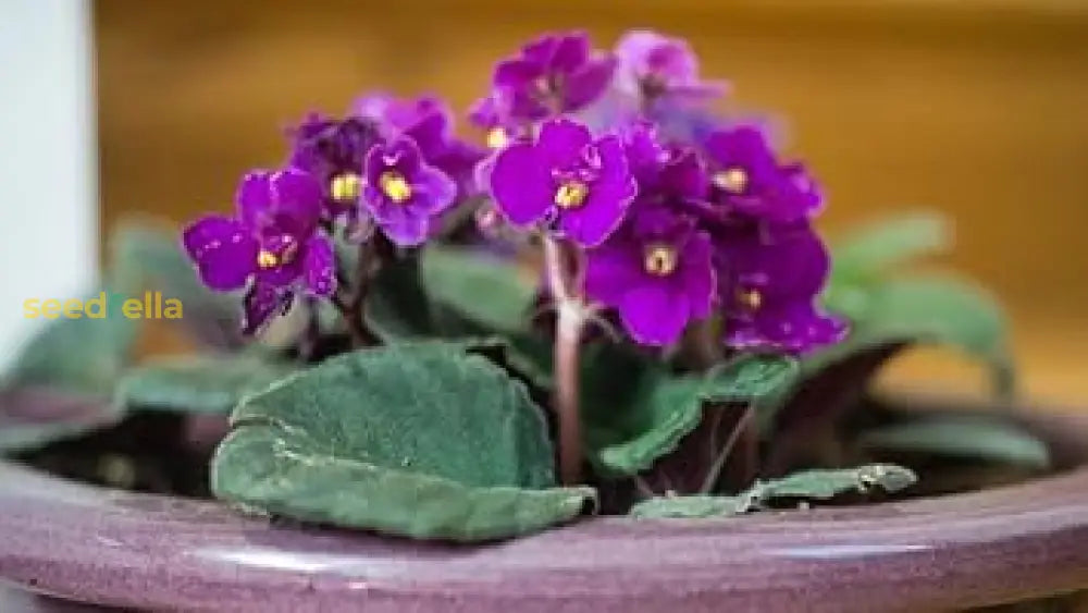 African Violet Seeds: Key Planting Essentials