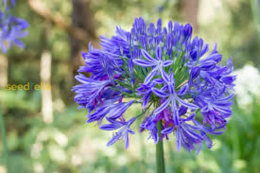 Agapanthus Flower Seeds For Exotic Gardens - Majestic Blooms & Ground Cover