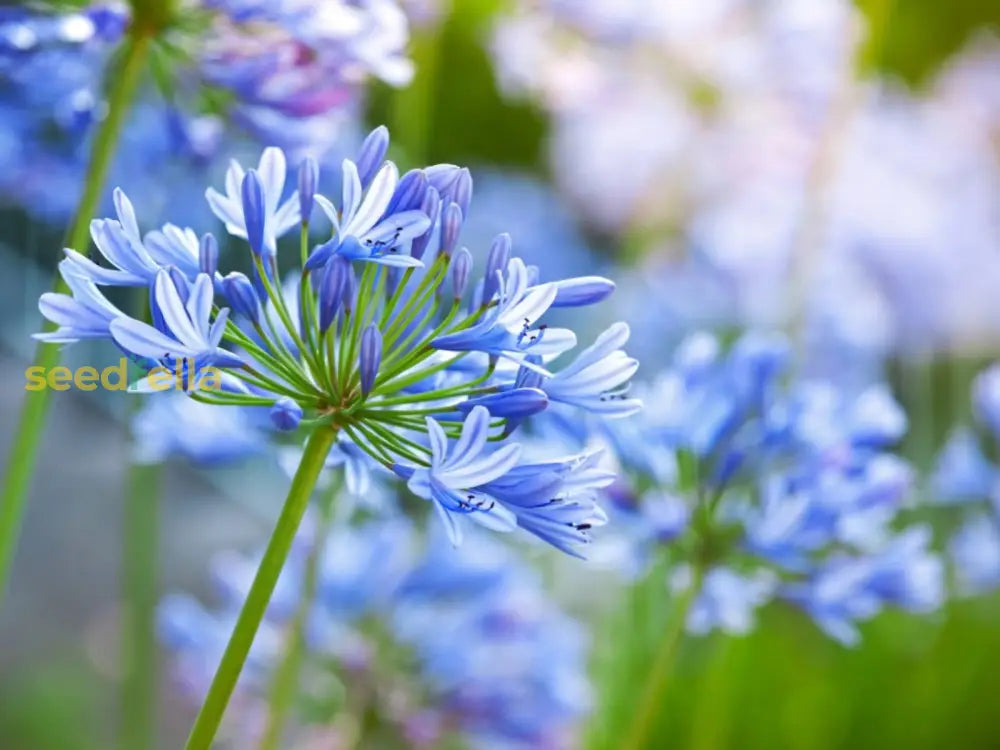 Agapanthus Flower Seeds For Exotic Gardens - Majestic Blooms & Ground Cover