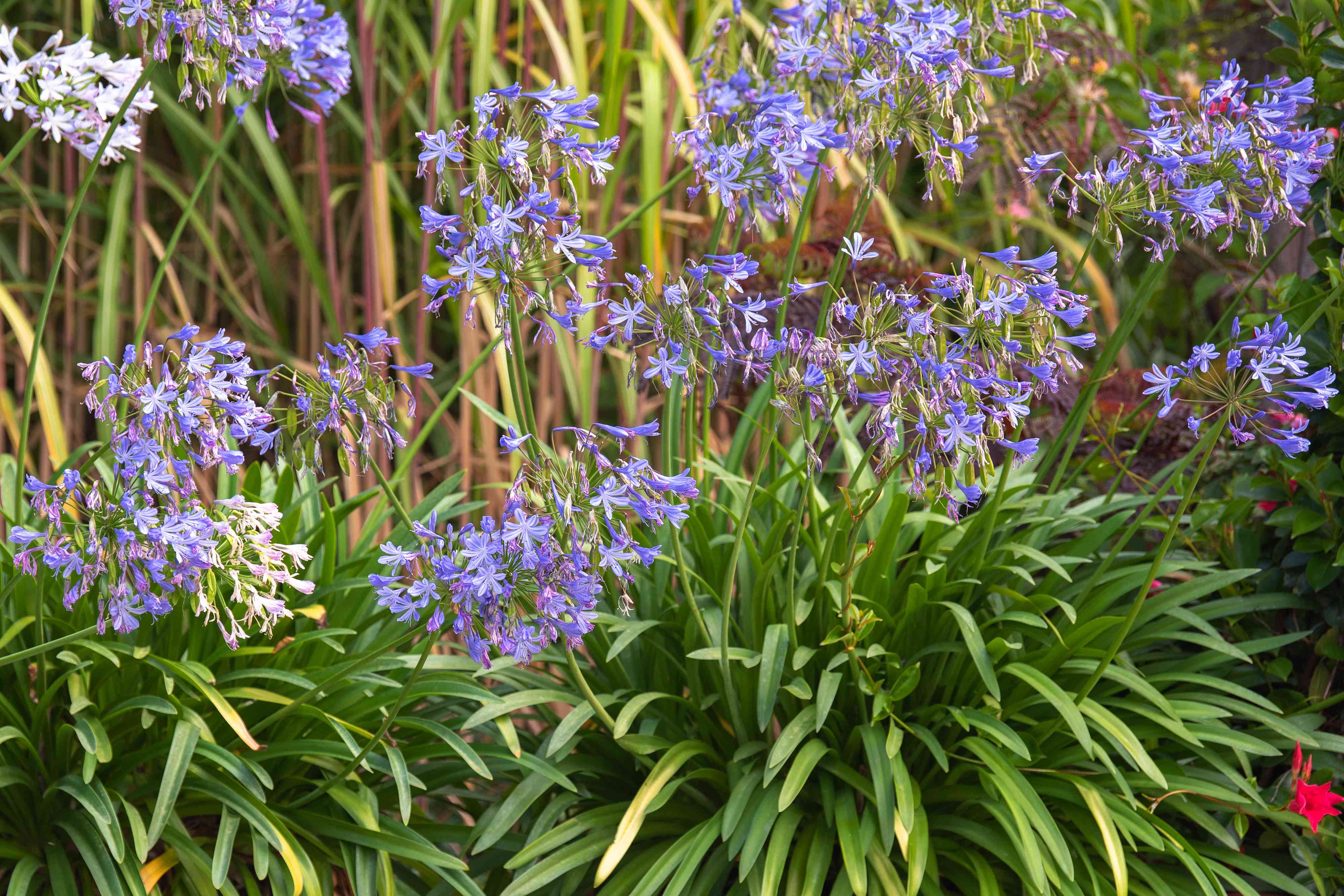 Agapanthus Flower Seeds for Planting