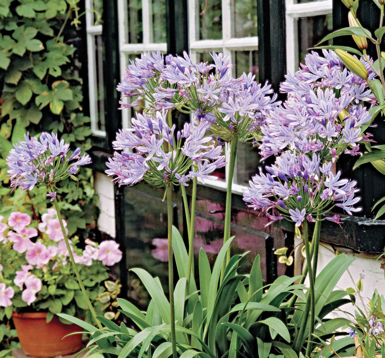 Agapanthus Plant Used as Ground Cover