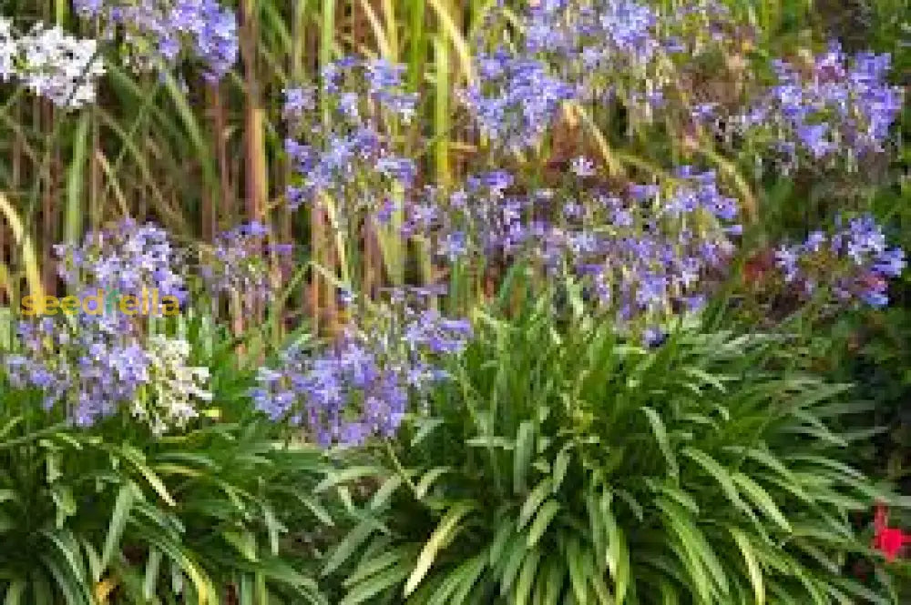 Agapanthus Planting Seeds For Large Blooms | Exotic Ground Cover Flower