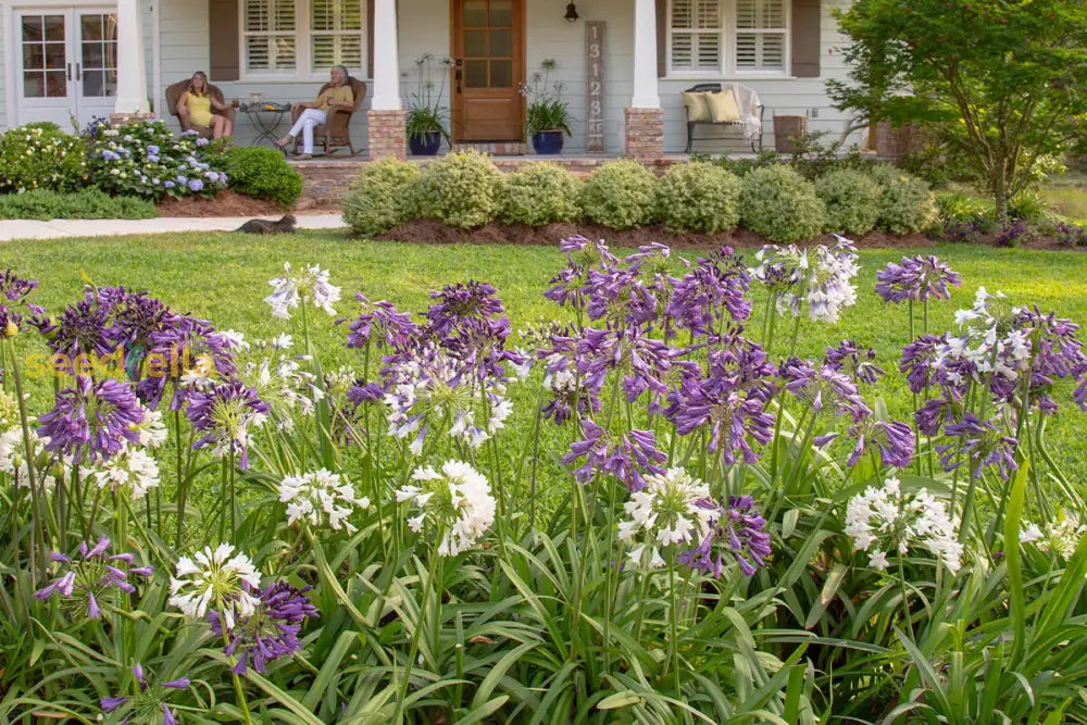 Agapanthus Planting Seeds For Large Blooms | Exotic Ground Cover Flower