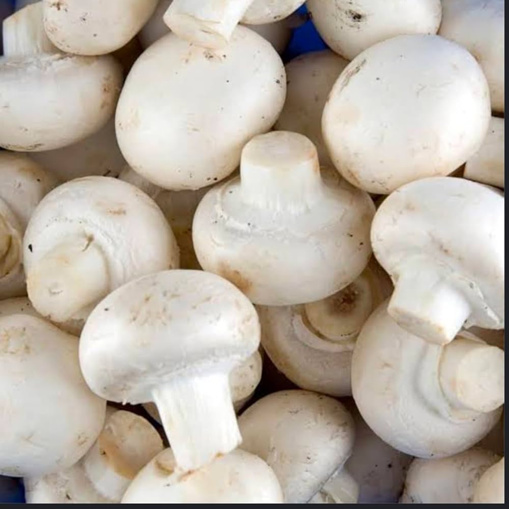 Agaricus bisporus mushroom seeds for planting in kitchen garden