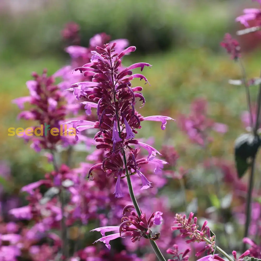 Agastache Cana Flower Seeds - Unique Ground Cover For Exotic Blooms