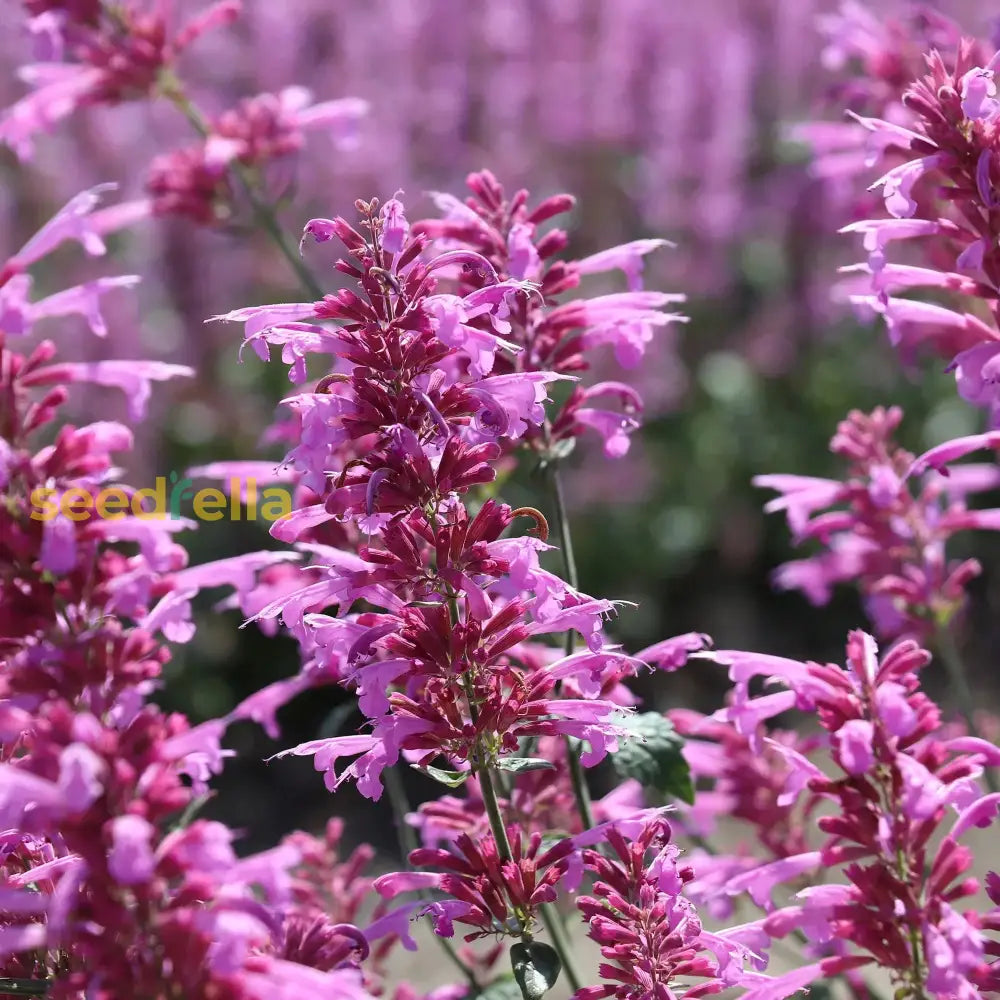 Agastache Cana Flower Seeds - Unique Ground Cover For Exotic Blooms