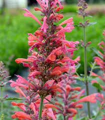 Agastache aurantiaca cana in full garden bloom