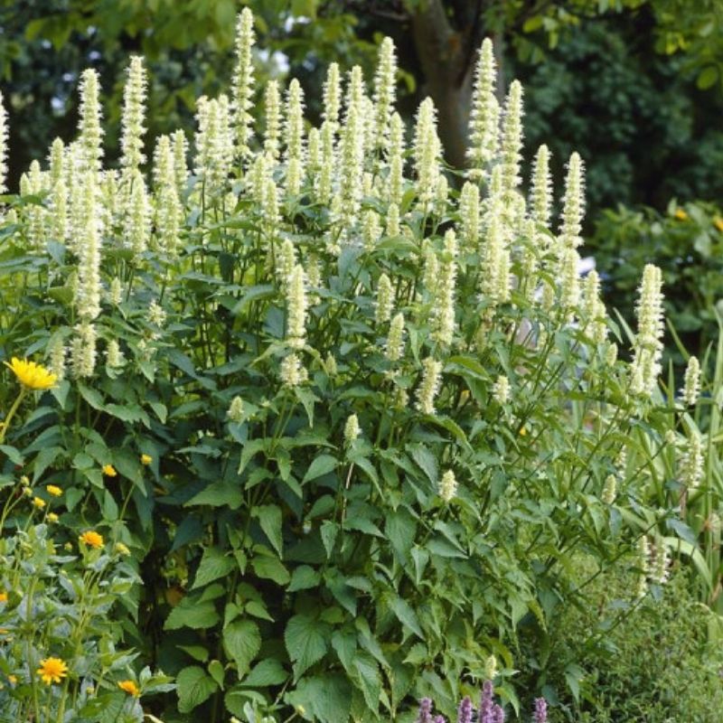 Agastache nepetoides growing in full sun garden bed