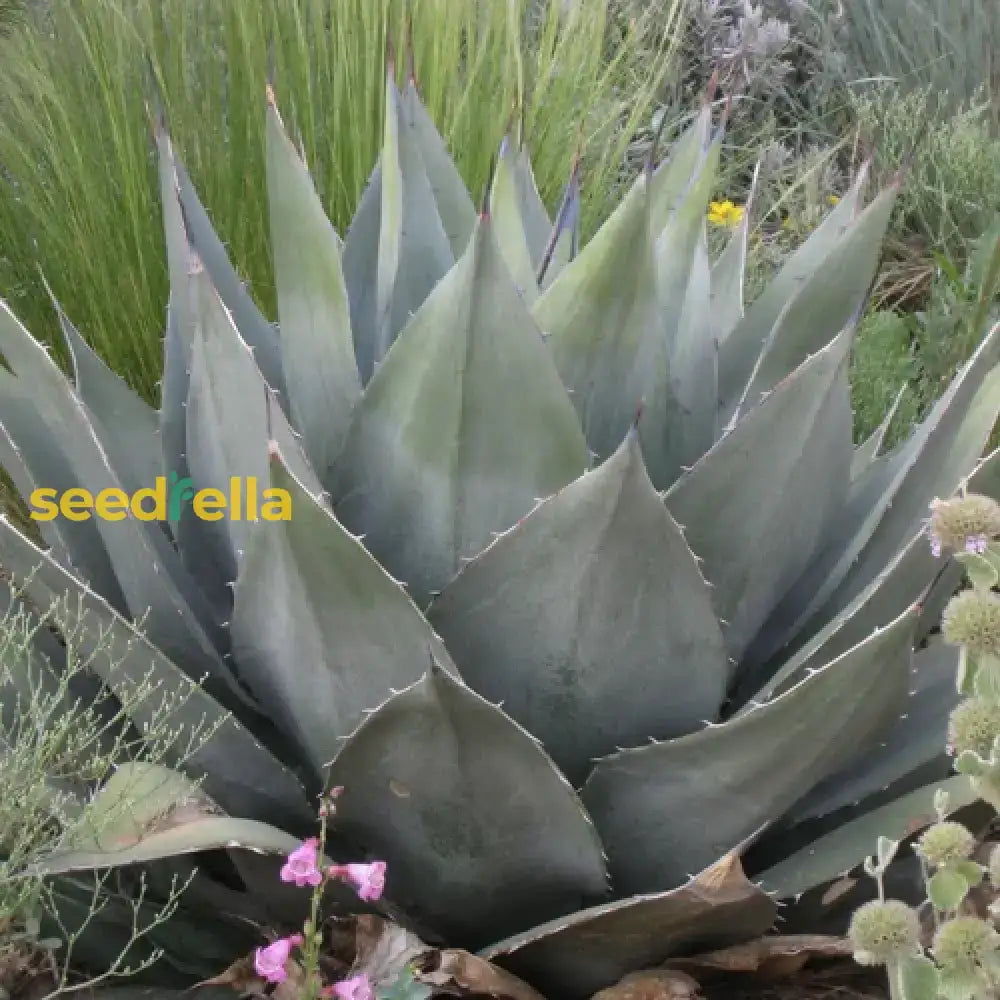 Agave Havardiana Plant Seeds For Ground Cover | Exotic Blooms Seeds