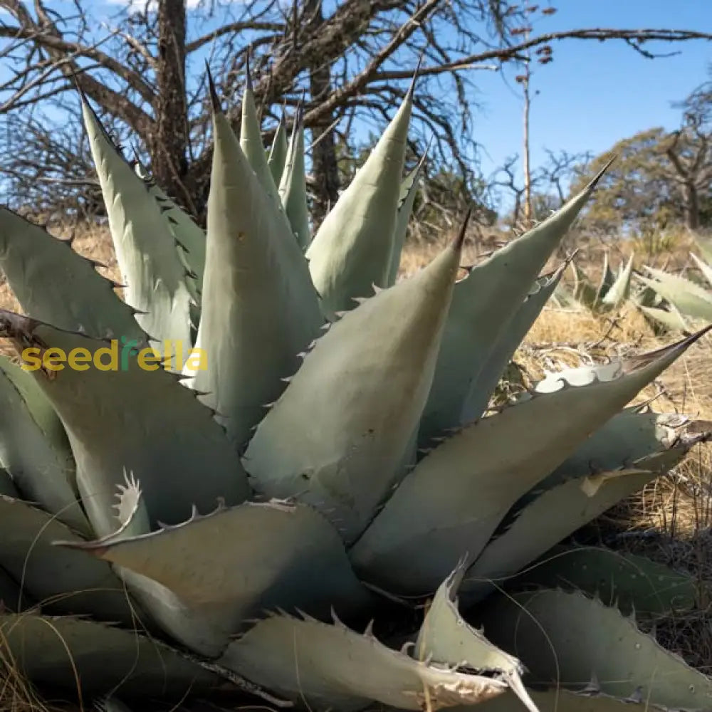 Agave Havardiana Plant Seeds For Ground Cover | Exotic Blooms Seeds