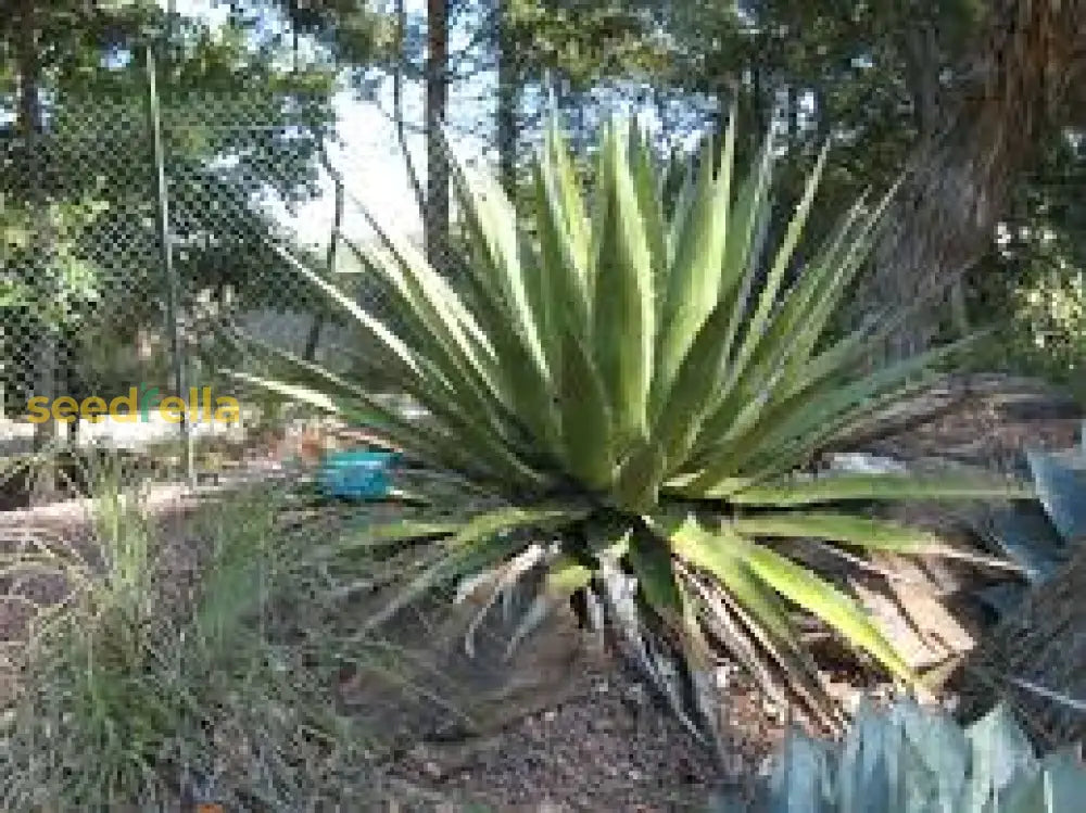 Agave Kerchovei Seeds For Planting - Exotic Blooms Desert Gardens Plant Seeds