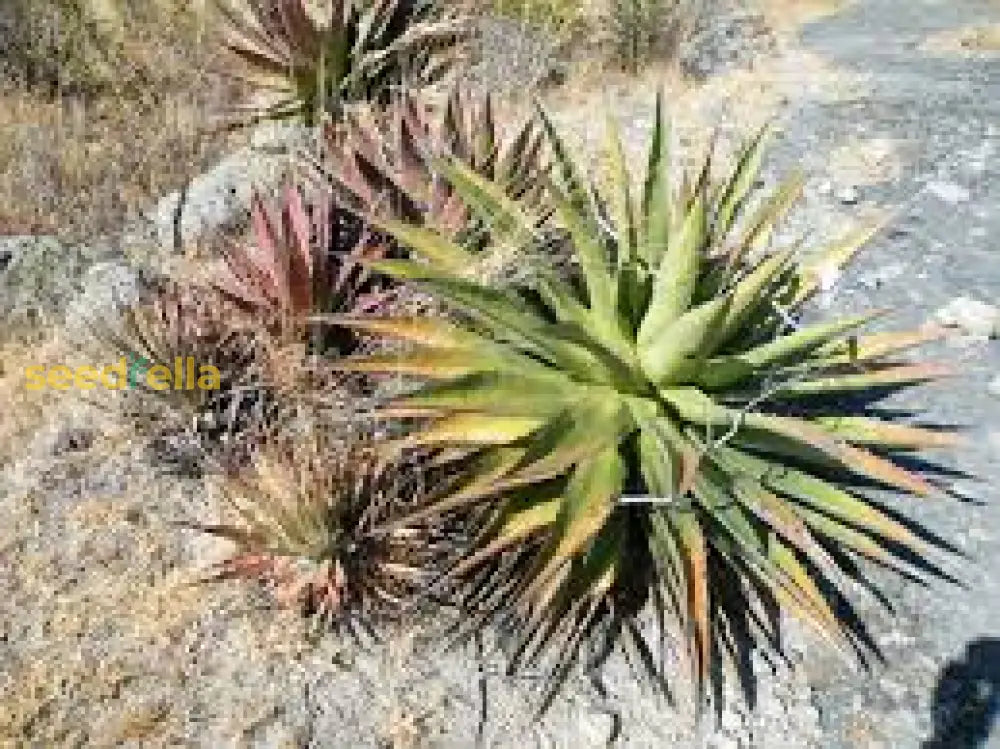 Agave Kerchovei Seeds For Planting - Exotic Blooms Desert Gardens Plant Seeds