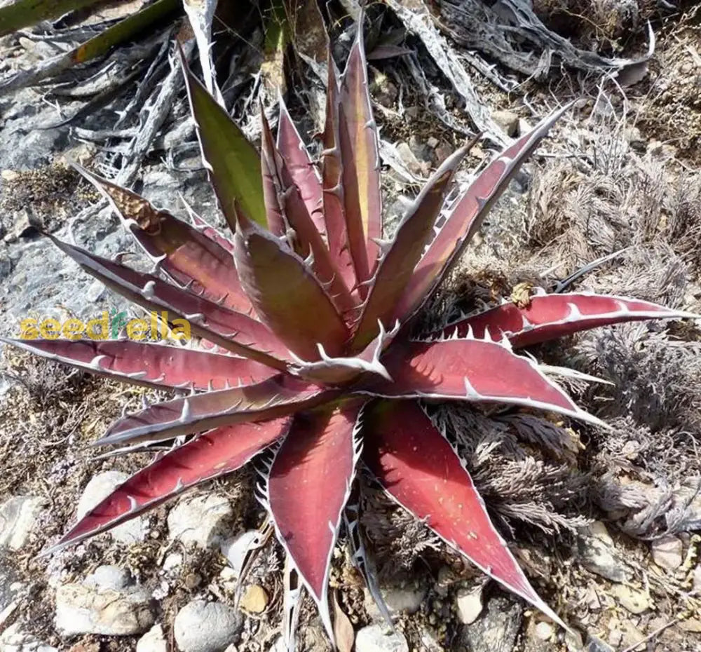 Agave Kerchovei Seeds – Perfect for Xeriscape and Rock Gardens