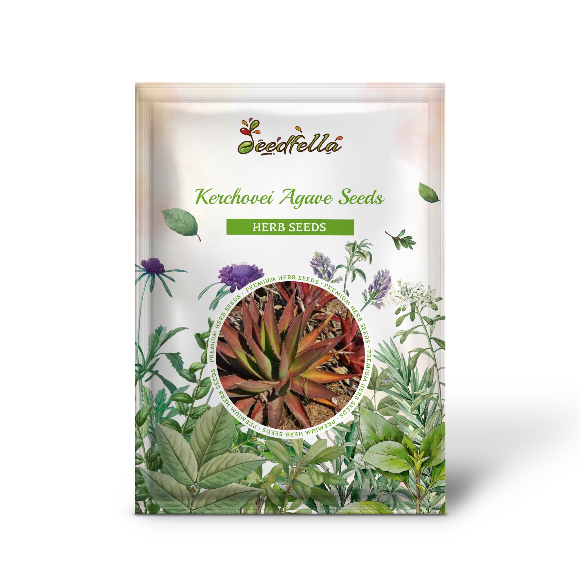 Agave Kerchovei Seeds – Hardy Succulent Variety for Gardens