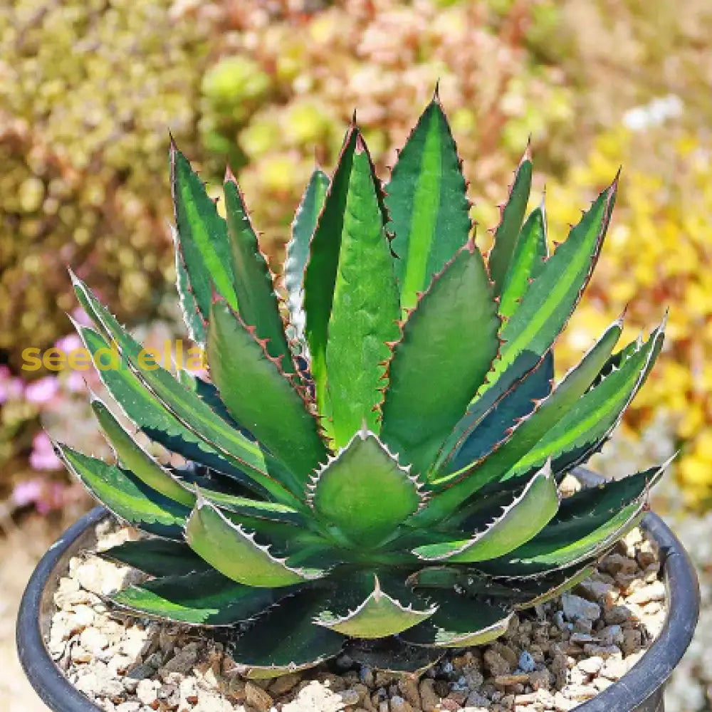 Agave Plant Seeds For Exotic Gardens  Premium Quality Seeds