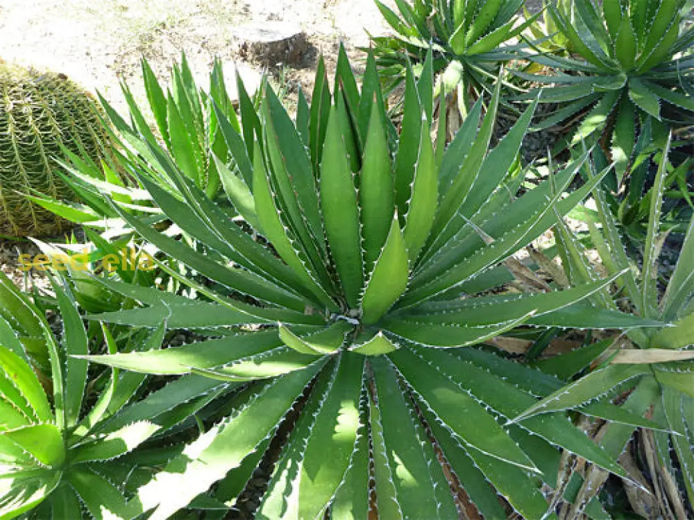 Agave Plant Seeds For Exotic Gardens  Premium Quality Seeds