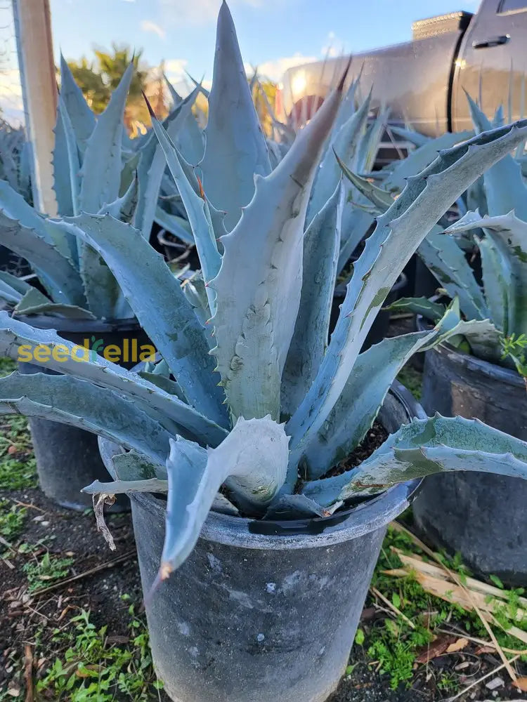 Agave Seeds: Perfect For Your Succulent Collection Plant Seeds