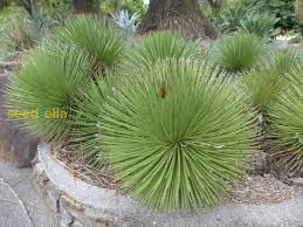 Non-GMO Agave Stricta Seeds – Hardy Succulent Variety