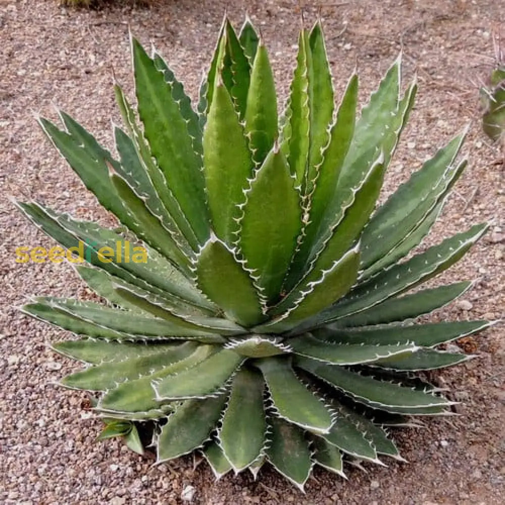 Agave Univittata Plant Seeds Planting Kit - Premium Quality For Easy