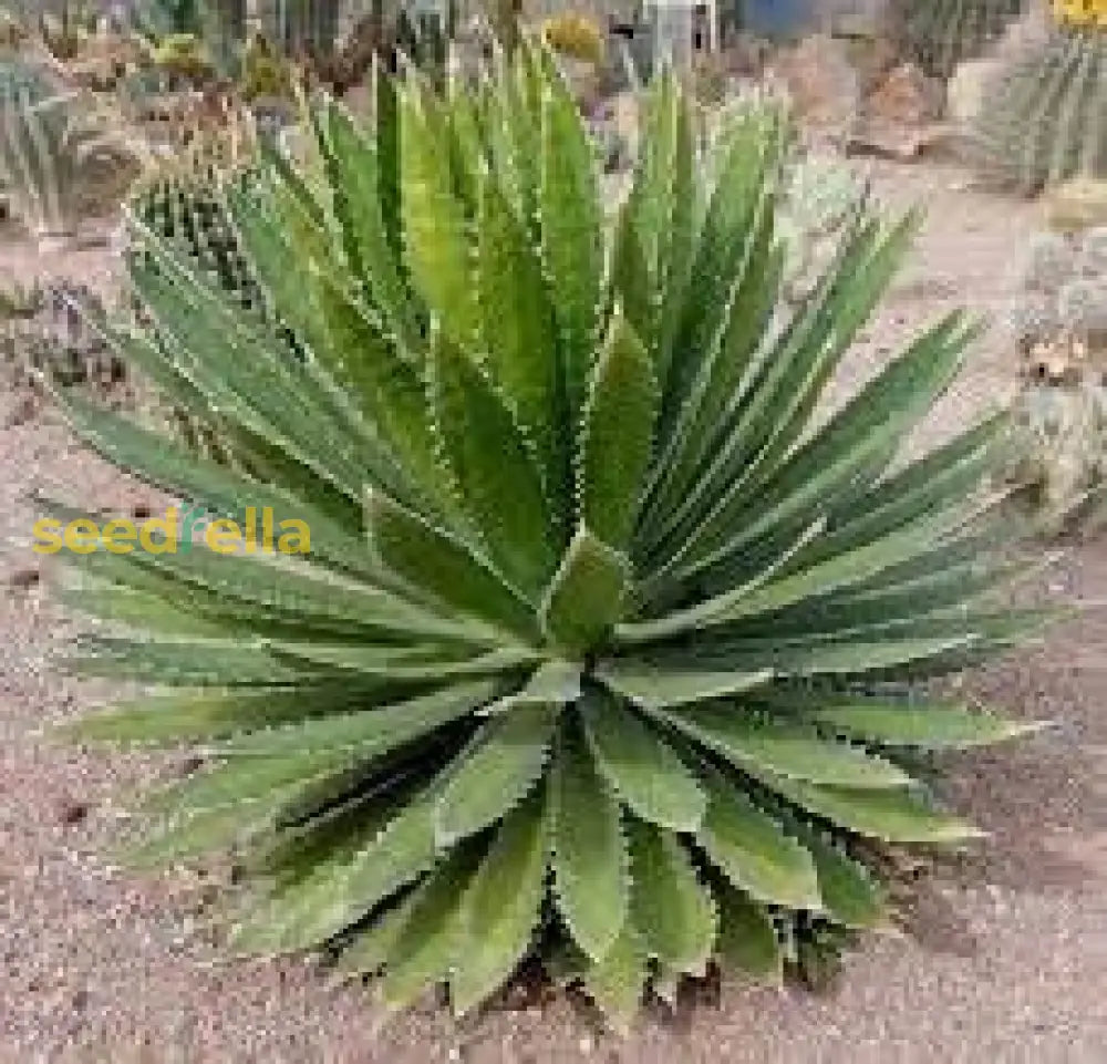 Agave Univittata Plant Seeds Planting Kit - Premium Quality For Easy